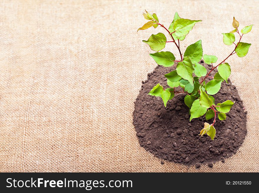 Young green plant is growing out of ground