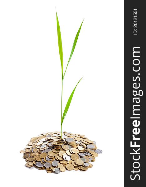 Young green plant is growing out of heap of coins isolated on white background