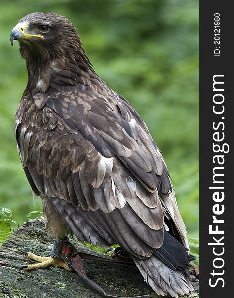 African tawny eagle sitting on tree stump