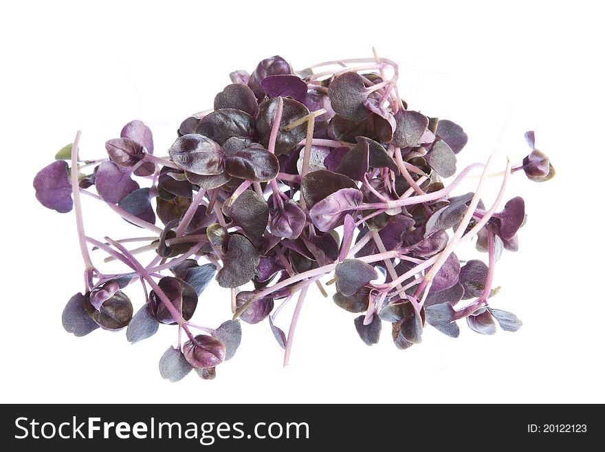Purple basil shoots isolated against a white background