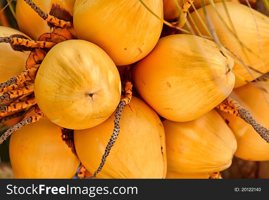 Close up of a coconut bunch hanging on a tree