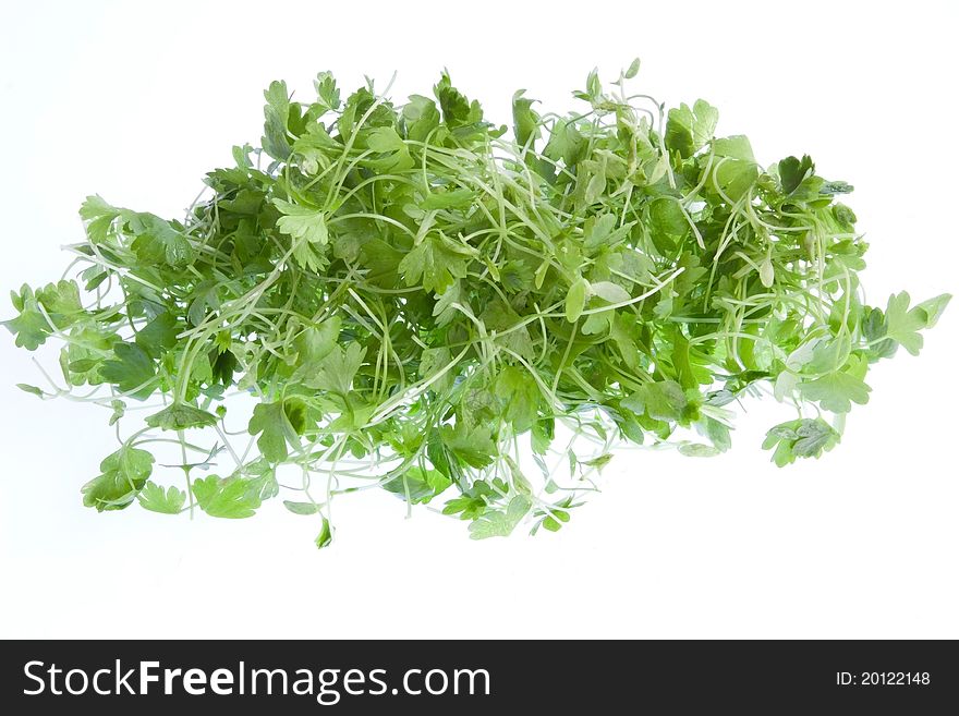 A selection of celery shoots isolated against a white background