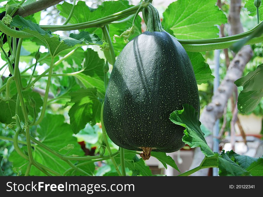 Big Green Pumkin Growing In A Vegetable Garden