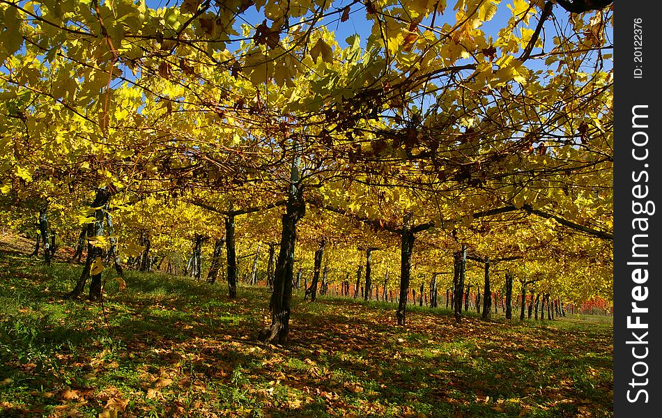 Vine yard in autumn shining yellow
