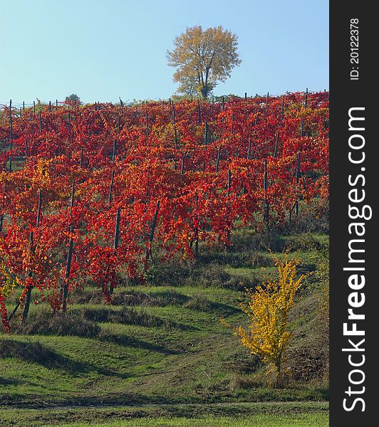 Vine Yard In The Autumn