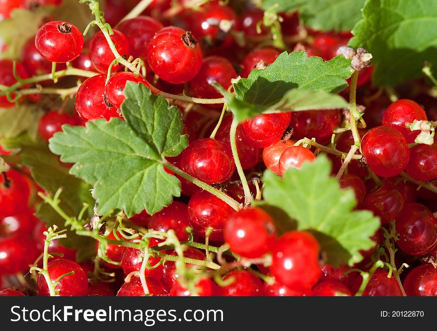 Red currant with small leafs. Red currant with small leafs