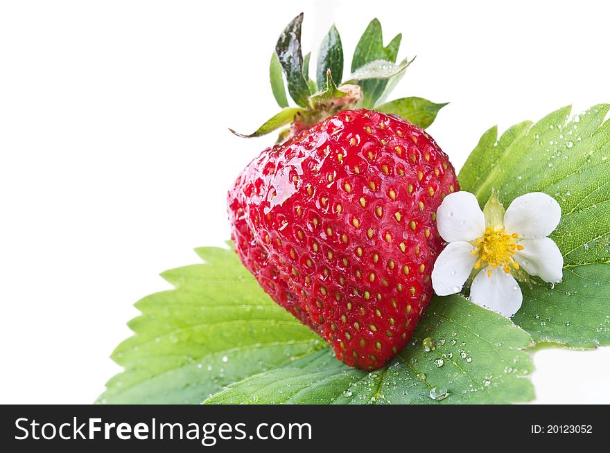 Fresh strawberry on a green leaf isolated on a white background