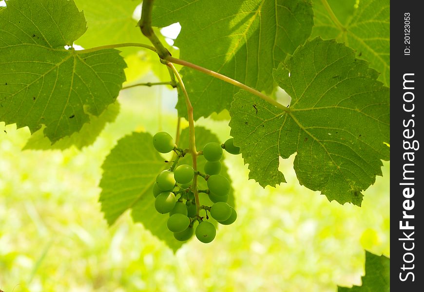 Green grape on a garden