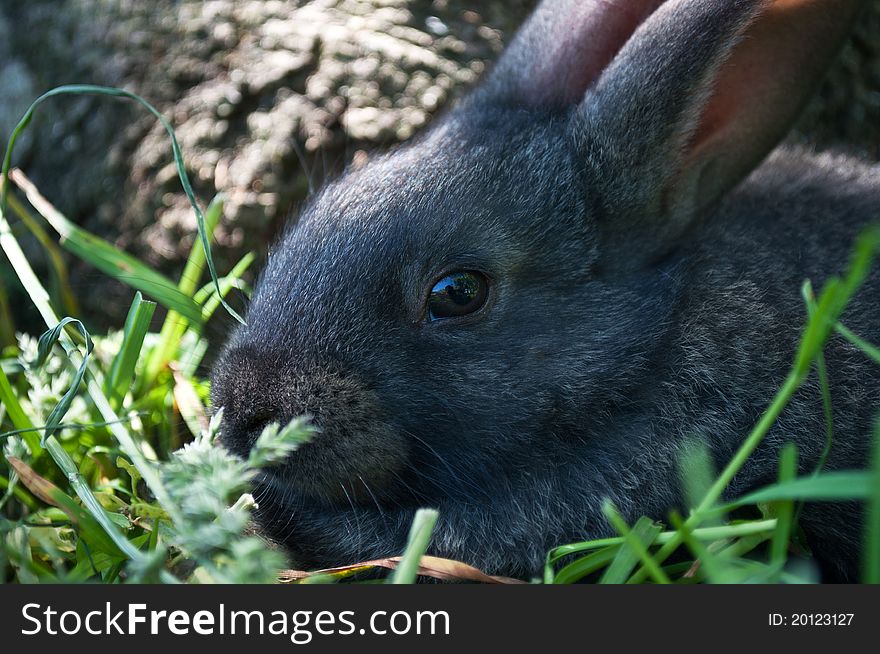 Little Mammal Rabbit On A Grass