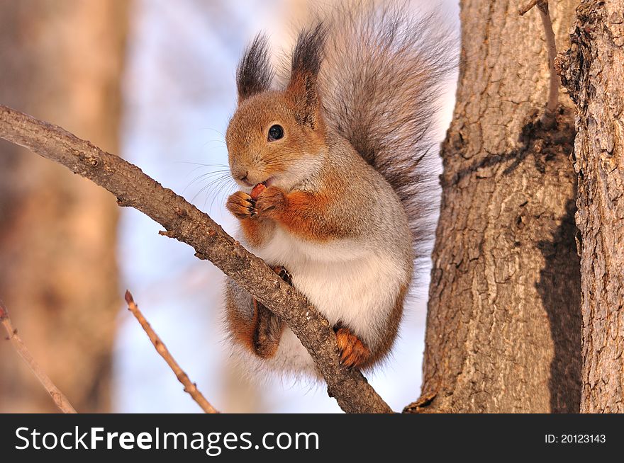 The red squirrel eats a nut. The red squirrel eats a nut.