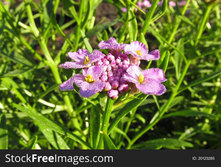 Candytuft Umbrella - Iberis Umbellata L.