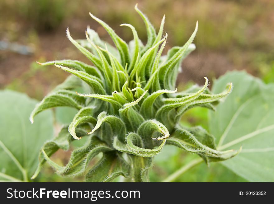 A sunflower bud before blooming. A sunflower bud before blooming