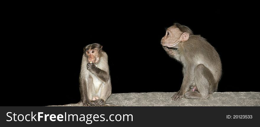 Monkey (macaque) isolation on a black background