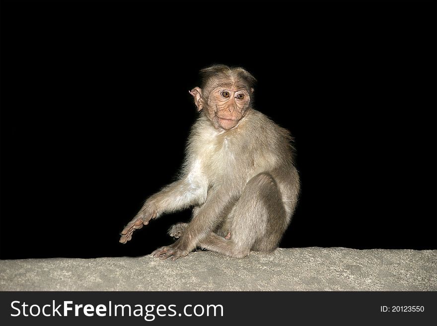 Monkey (macaque) isolation on a black background