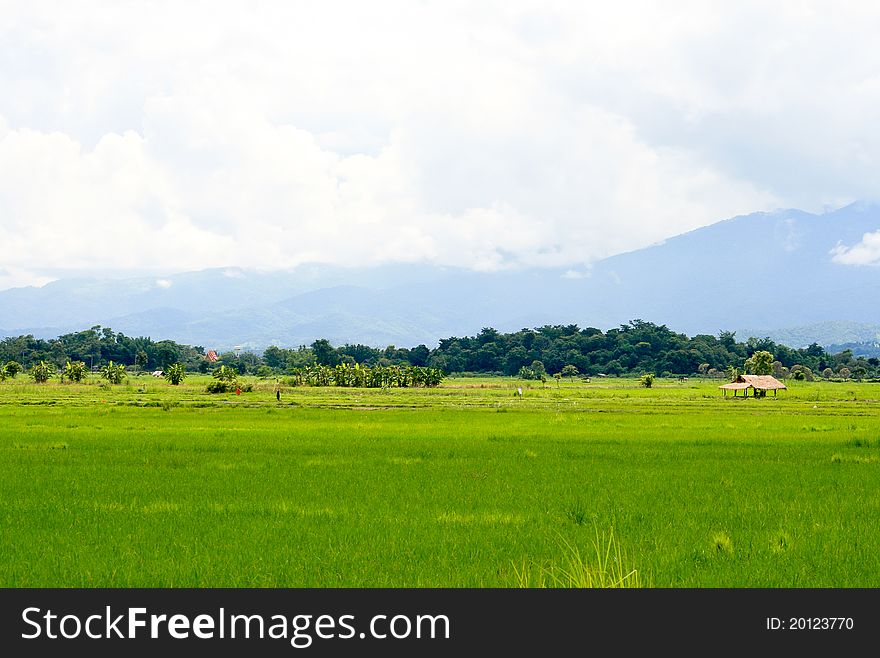 Green rice fields near harvest. Green rice fields near harvest.