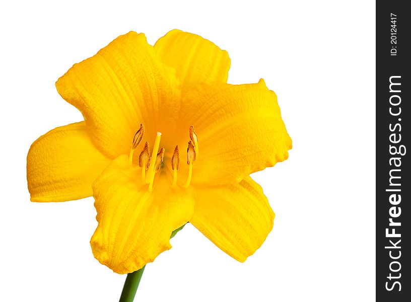 Yellow day lily isolated on a white background. Yellow day lily isolated on a white background.