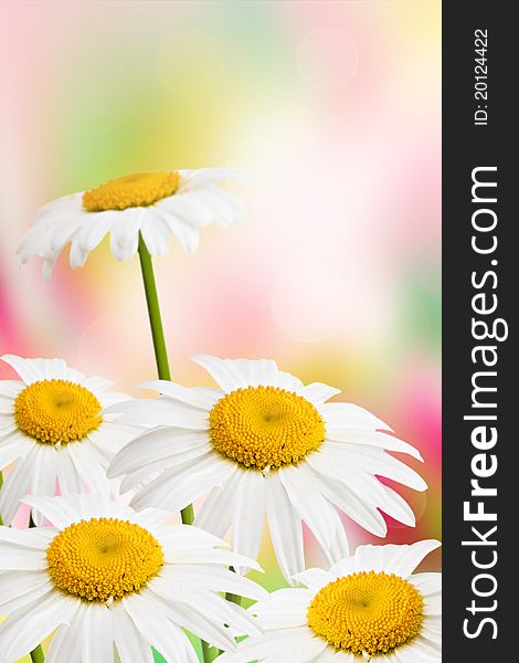 Beautyful summer flowers background with daisies.