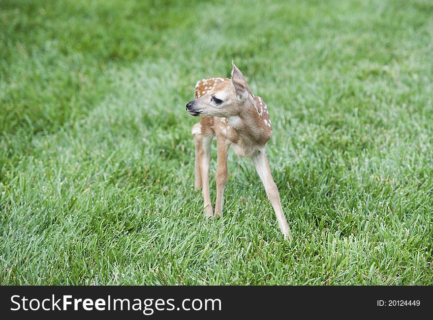 A baby deer standing on a green grass lawn. A baby deer standing on a green grass lawn