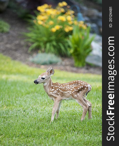 A young spotted fawn standing on a green lawn with shallow depth of field