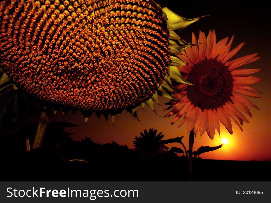 Two beautiful sunflowers at sunset. Two beautiful sunflowers at sunset