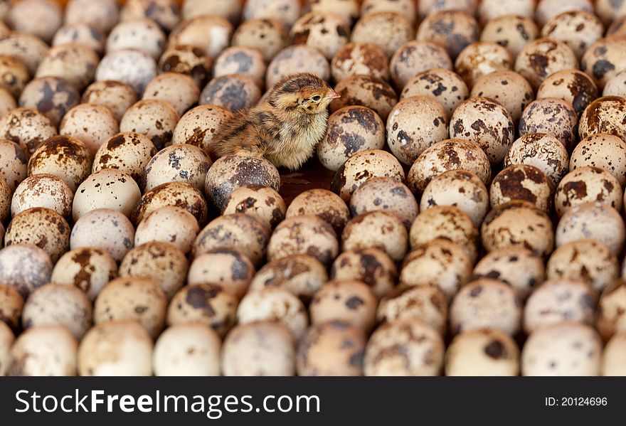 Quail eggs