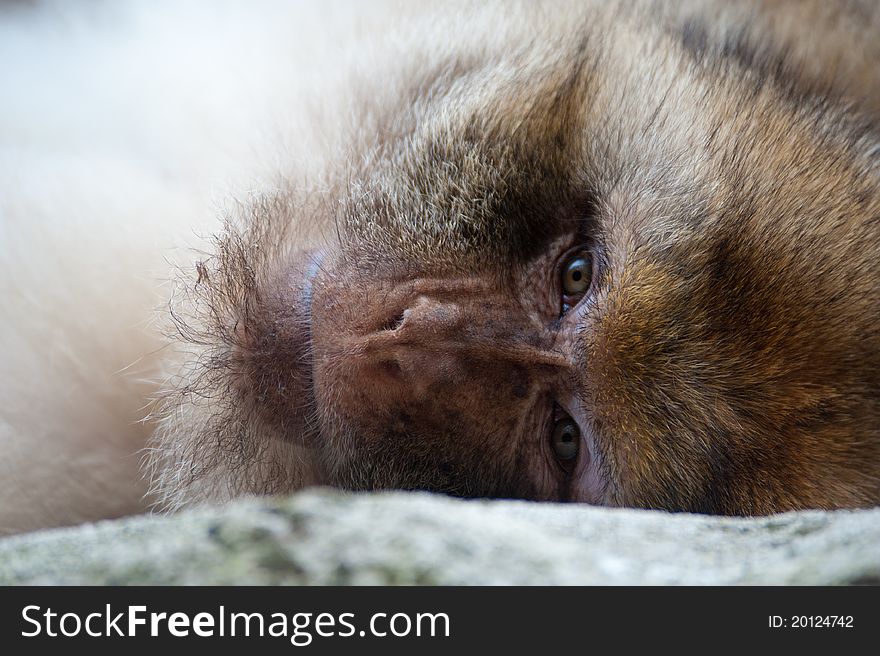 Portrait of a Barbary Macaque (Macaca sylvanus). Portrait of a Barbary Macaque (Macaca sylvanus)