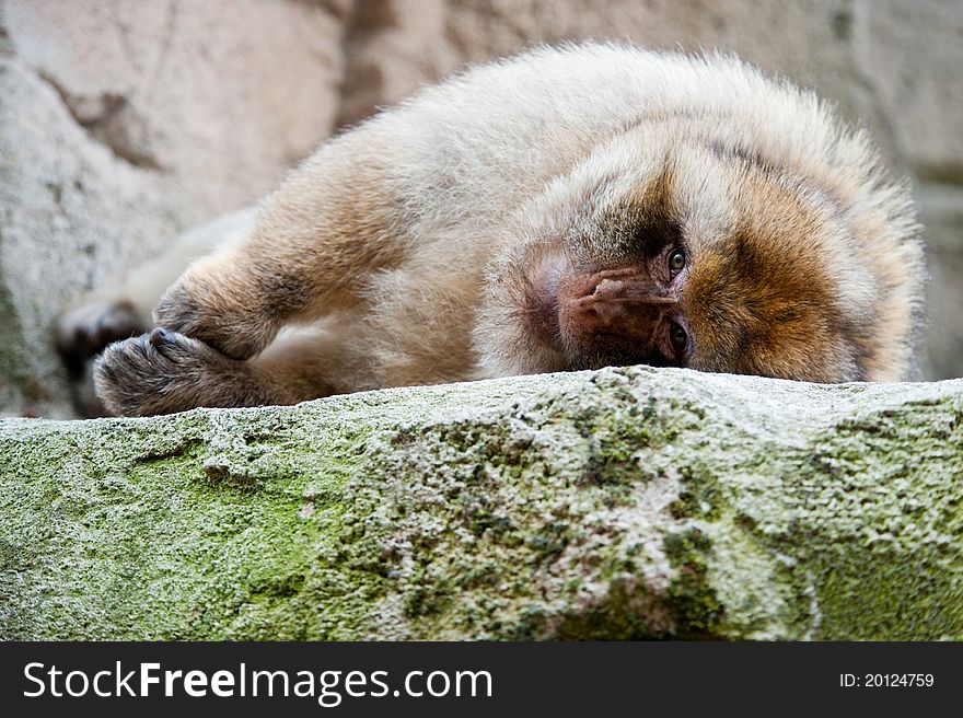 Portrait of a Barbary Macaque (Macaca sylvanus). Portrait of a Barbary Macaque (Macaca sylvanus)