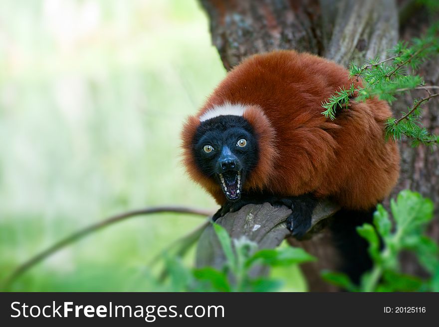 A beautiful red ruffed lemur (Varecia rubra)