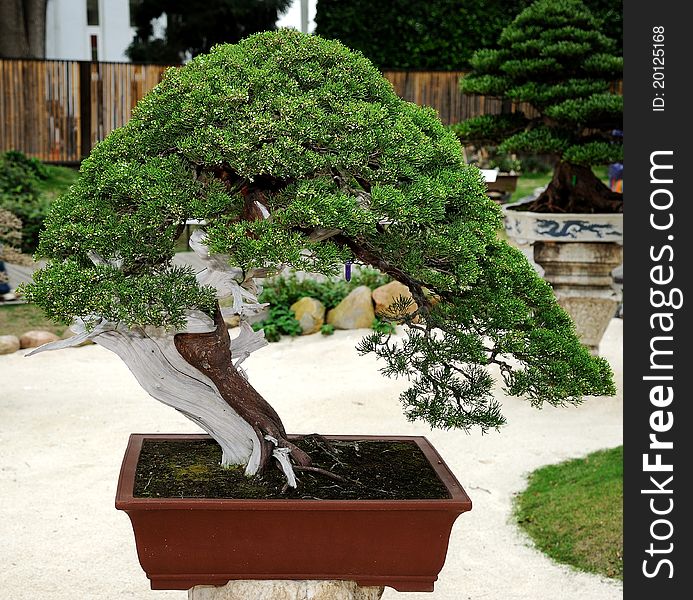 A bonsai in a chinese style garden in Taipei. A bonsai in a chinese style garden in Taipei.