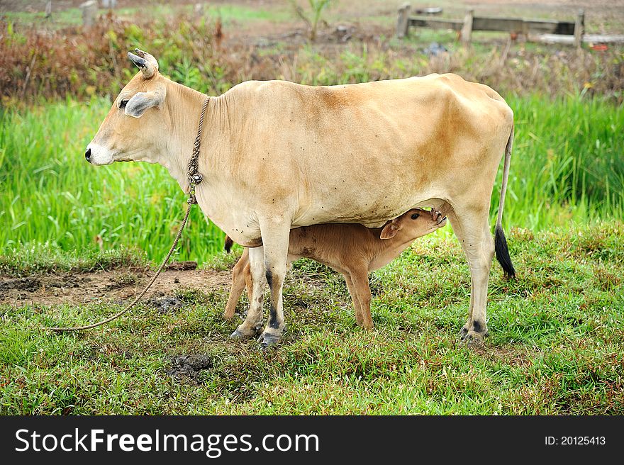 Calf and his mother in front of the camera on the field. Calf and his mother in front of the camera on the field.
