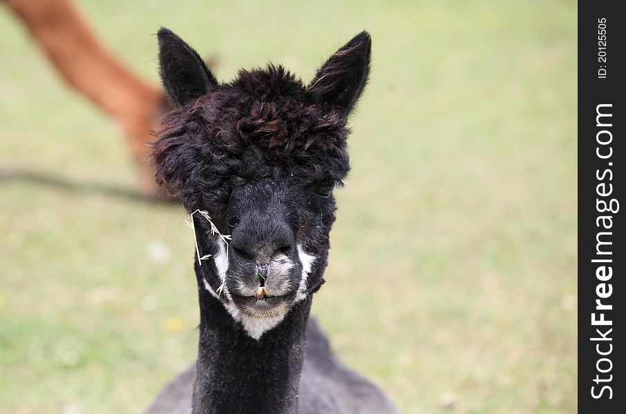 Alpaca is a domesticated species of South American camelid. It resembles a small llama in appearance. Portrait of a black alpaca. Alpaca is a domesticated species of South American camelid. It resembles a small llama in appearance. Portrait of a black alpaca