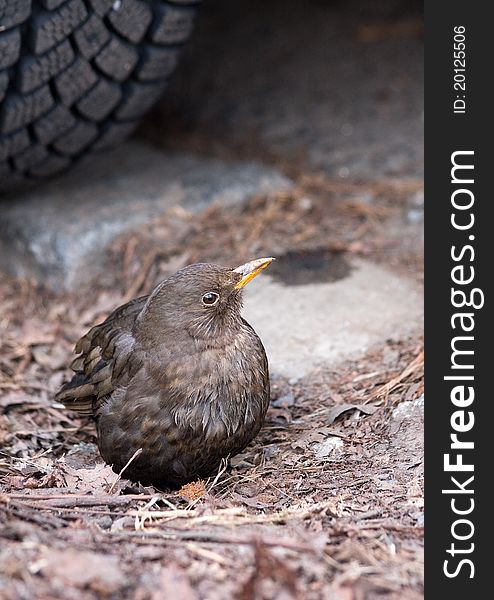 Little grey sparrow backgrounded by car wheel. Little grey sparrow backgrounded by car wheel