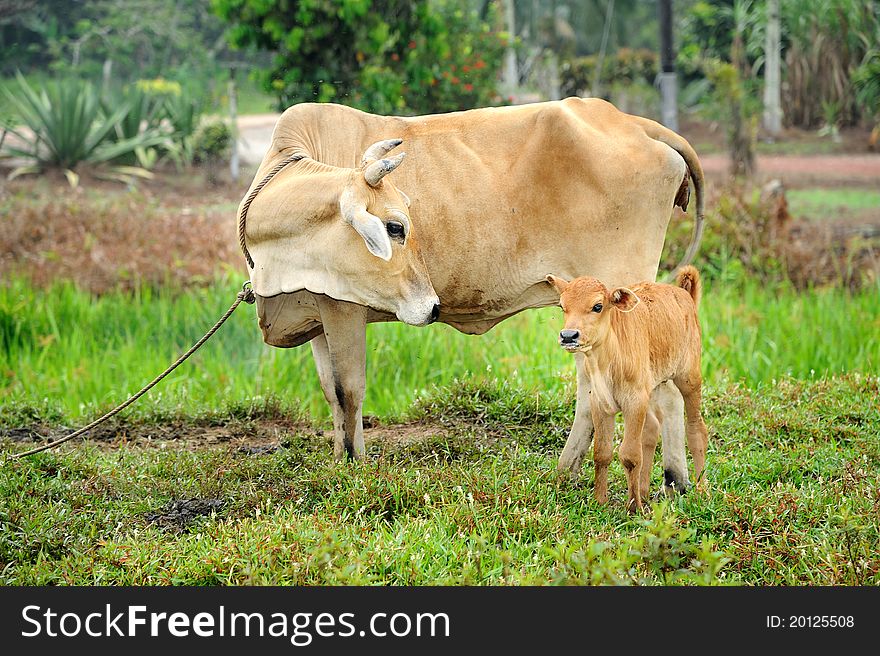 Calf and his mother in front of the camera on the field. Calf and his mother in front of the camera on the field.