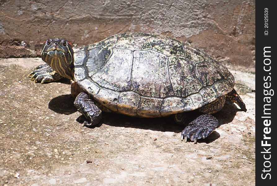 Red ear turtle