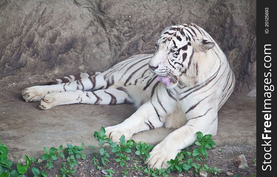 White tiger reclining on the ground