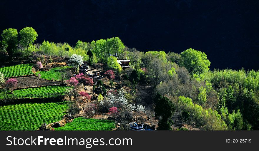 Chinese western Tibet area trees