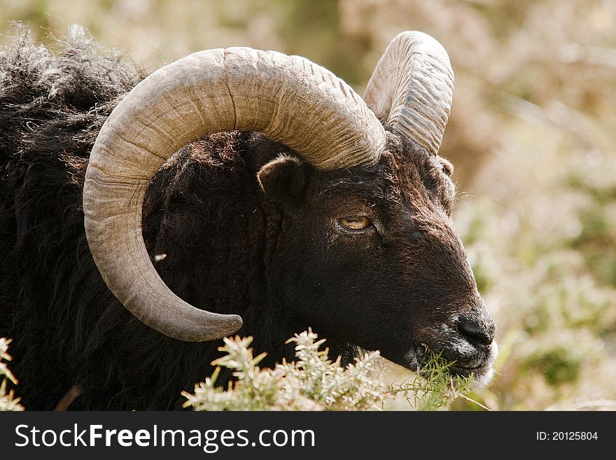 Mouflon sheep with its large horns. Mouflon sheep with its large horns