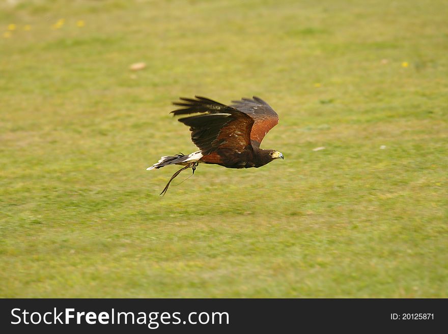 Harris hawk flying low over the ground. Harris hawk flying low over the ground