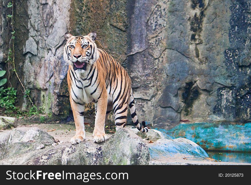 Sumatran tiger is watching portrait