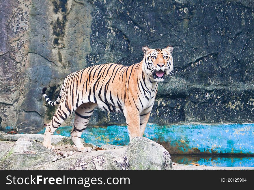 Sumatran tiger beside the pond