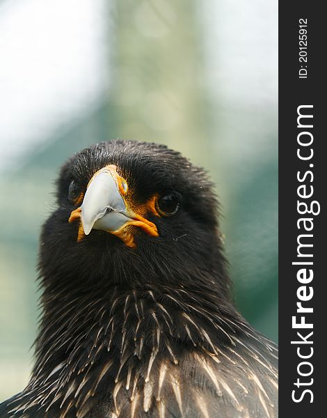 Head study of a Black Caracara bird otherwise known as a carrion hawk. Head study of a Black Caracara bird otherwise known as a carrion hawk