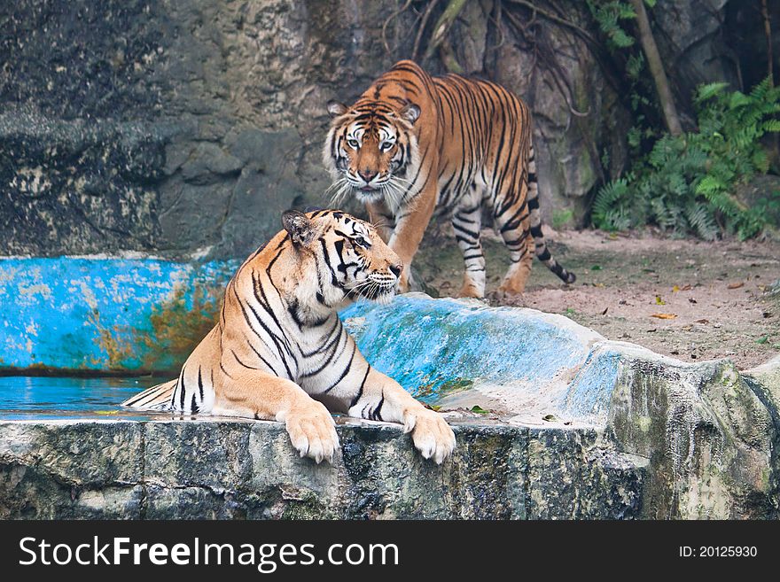 Two Sumatran tiger close up