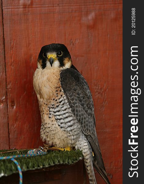 Female Peregrine Raptor At Rest