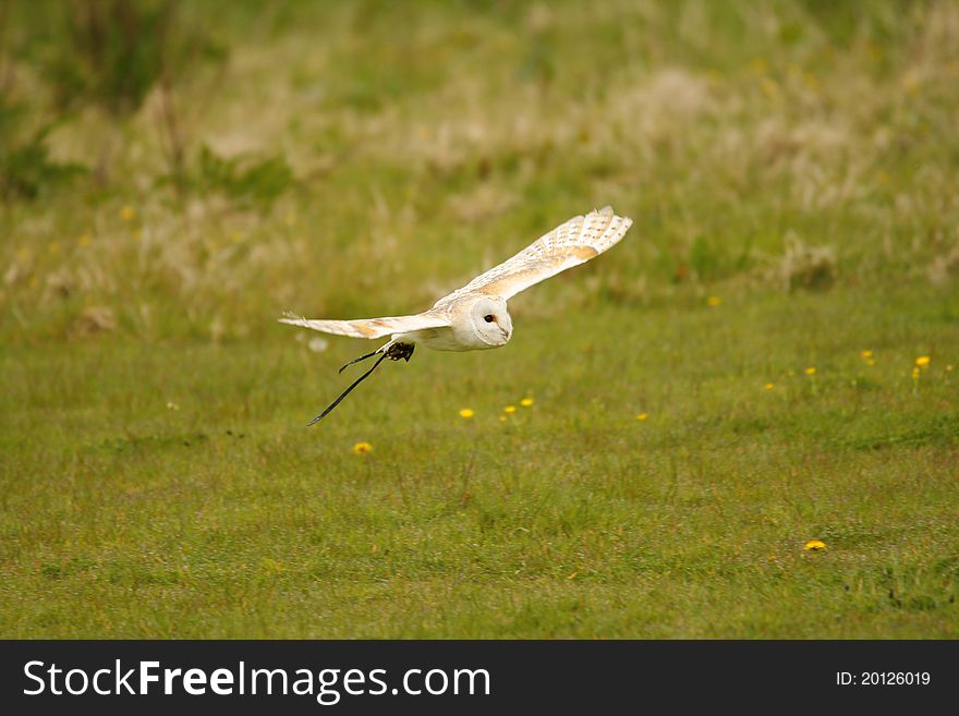 Bob the barn owl flying for his supper. Bob the barn owl flying for his supper