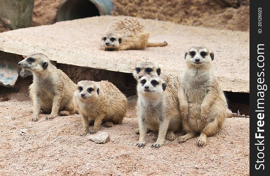 Cute of Meerkat close up