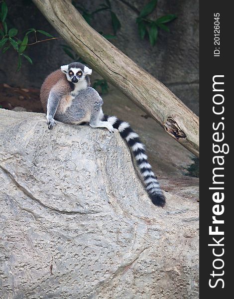 Beautiful lemur on the stone