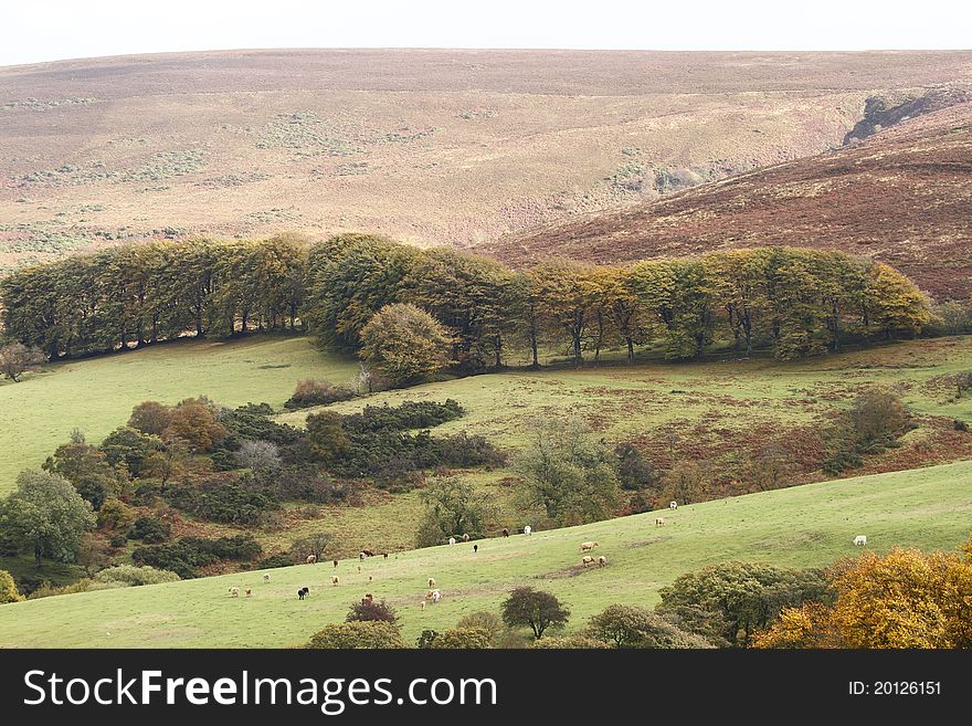 The Leighon valley on Dartmoor. Note the line of English Oaks that follow the contour of the moorland edge. The Leighon valley on Dartmoor. Note the line of English Oaks that follow the contour of the moorland edge