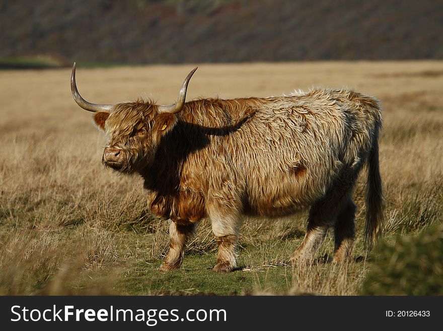 A Dun Highland cow on Exmoor, with long graceful horns. A Dun Highland cow on Exmoor, with long graceful horns