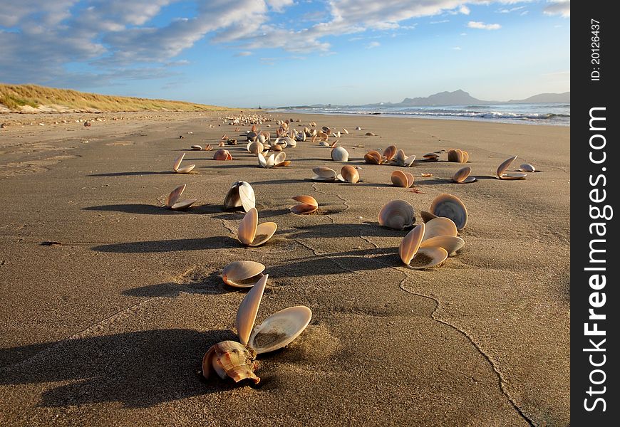 Seashells in the morningsun on a huge deserted beach. Seashells in the morningsun on a huge deserted beach