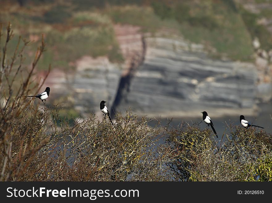 One for sorrow, Two for joy, Three for a girl & Four for a boy. Magpies sat on hawthorn trees. One for sorrow, Two for joy, Three for a girl & Four for a boy. Magpies sat on hawthorn trees